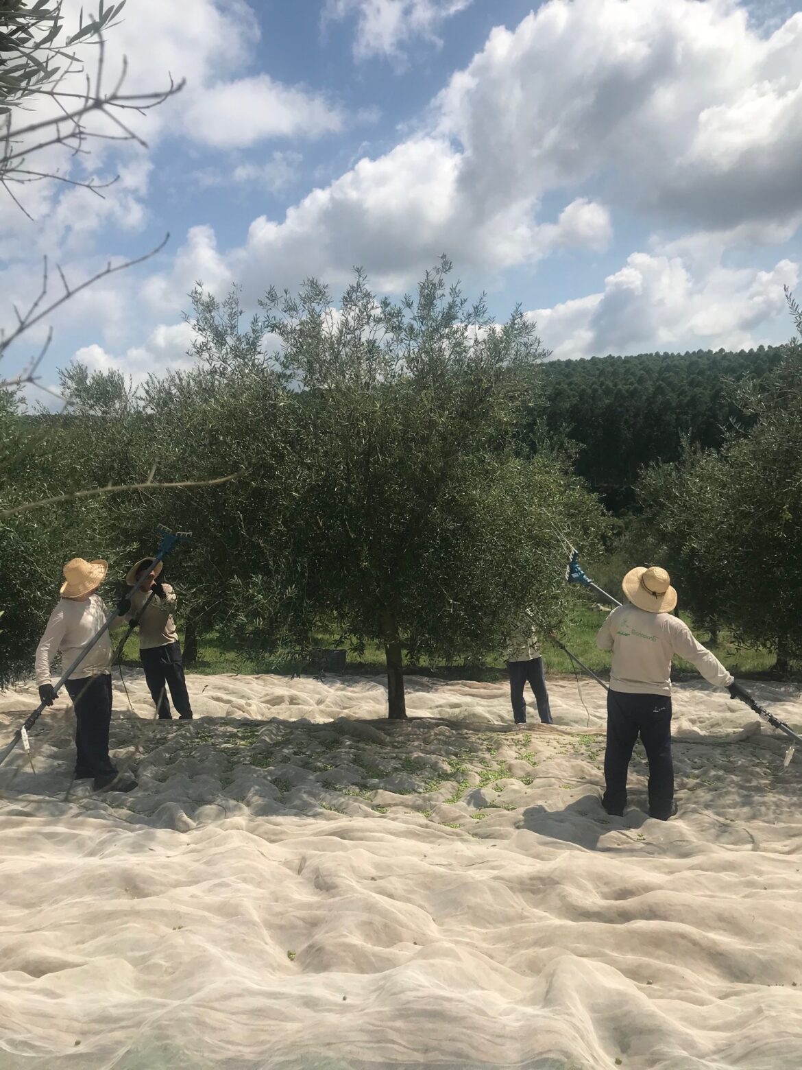 O valor do azeite de oliva gaúcho